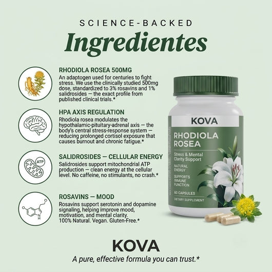 KOVA Rhodiola Rosea — 500mg Standardized
